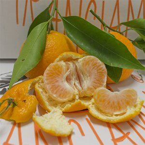 Clementine Primosole - AranciaMia