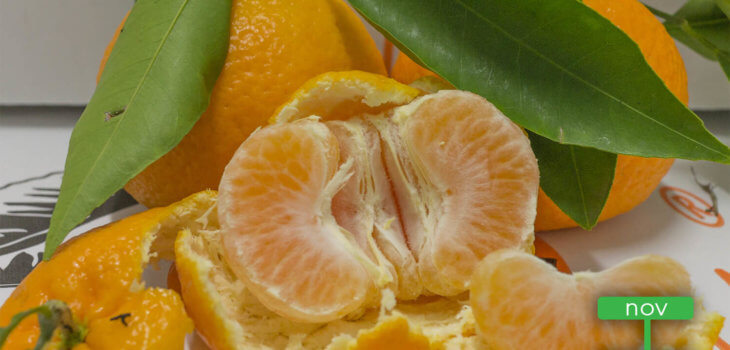 clementine primosole - AranciaMia