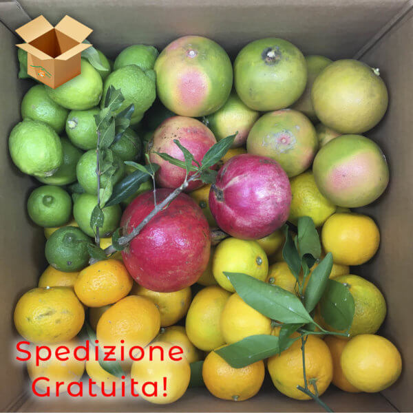 pacco frutta mista - arancia mia