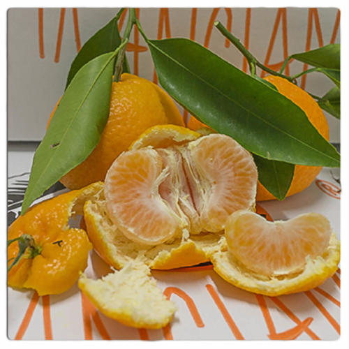 clementine primosole