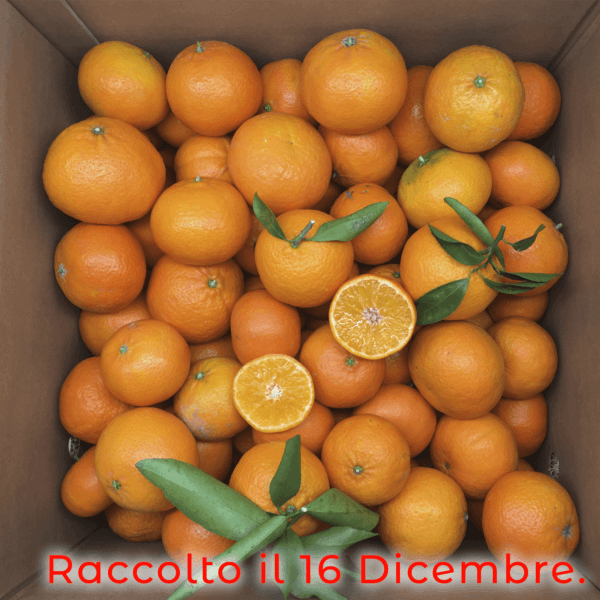 scatola clementine nova - arancia mia